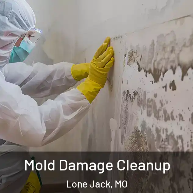  Mold Damage Cleanup Lone Jack, MO