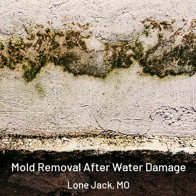  Mold Removal After Water Damage Lone Jack, MO